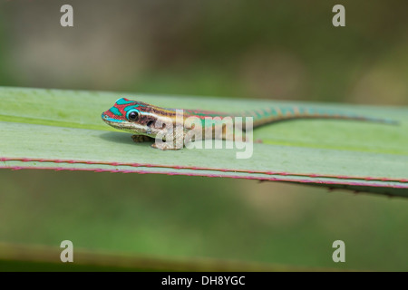 / Maurice mauricien jour orné (Gecko Phelsuma ornata) / Vinson's gecko assis au soleil en soleil sur feuille de palmier. Endémique à l'Ile Maurice, Banque D'Images