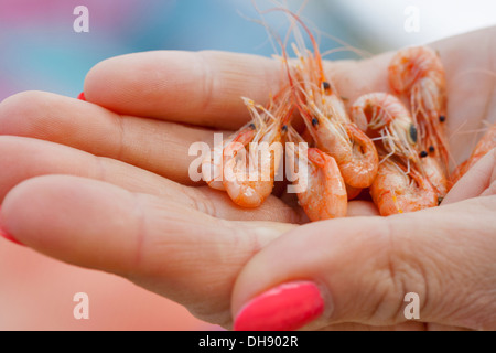 Petites crevettes fraîchement préparé dans la main des femmes Banque D'Images