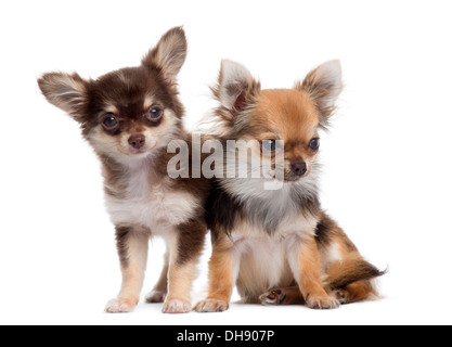 Deux Chihuahuas à côté de l'autre contre fond blanc Banque D'Images