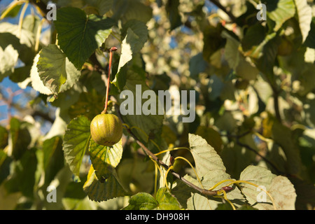 Fruit de l'arbre ou d'un mouchoir dove avec fruit séparé de feuilles en arrière-plan Banque D'Images