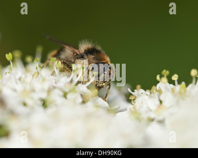 Hoverfly Cheilosia illustrata se nourrissant de nectar de plantes. Banque D'Images