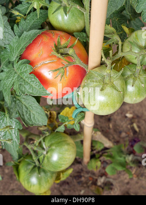 Bande d'arbustes sur le mûrissement des tomates Banque D'Images