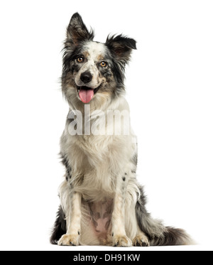 Border Collie haletant, assis contre un fond blanc Banque D'Images