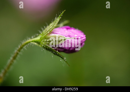 Géranium sanguin, Geranium endressi. Gros plan de fleur unique, fermé avec des gouttelettes d'eau s'accrochant à poils sur la tige et le calice. Banque D'Images