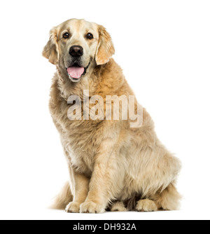 Golden retriever haletant contre fond blanc Banque D'Images