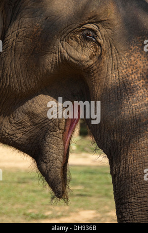 Close up of vertical à un sanctuaire de l'éléphant d'Asie au Laos. Banque D'Images