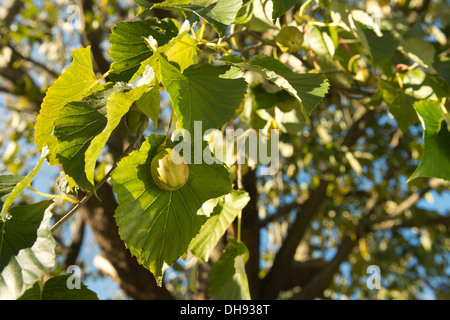 Fruit de l'arbre ou d'un mouchoir dove avec fruit séparé de feuilles en arrière-plan Banque D'Images