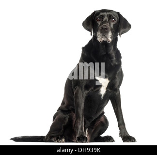 Vieux chien assis à l'arrière-plan blanc Banque D'Images