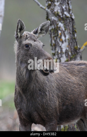 Portrait de l'Élan (Alces alces). Parc national de Matsalu, Estonie Banque D'Images