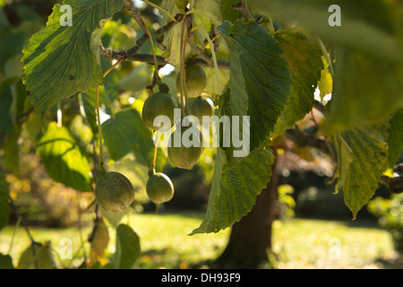 Fruit de l'arbre ou d'un mouchoir dove avec fruit séparé de feuilles en arrière-plan Banque D'Images