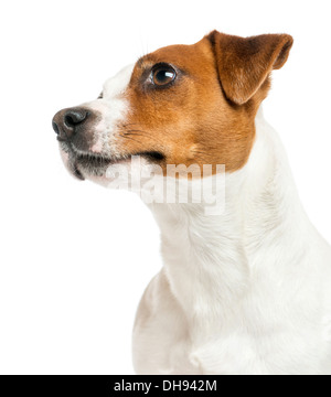 Close-up d'un Jack Russell Terrier contre fond blanc Banque D'Images