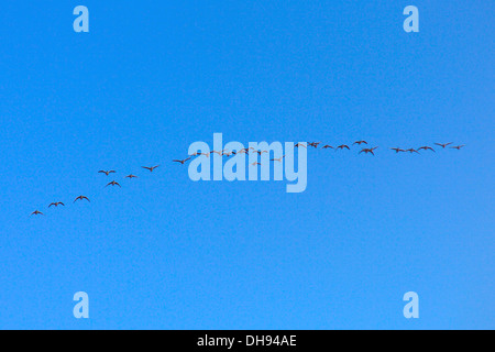 Formation d'oies, Saltholme nature reserve Banque D'Images