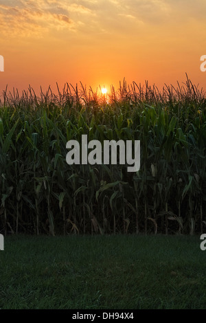 Le maïs, Zea mays. Domaine de maïs croissant avec l'augmentation de l'arrière. Banque D'Images