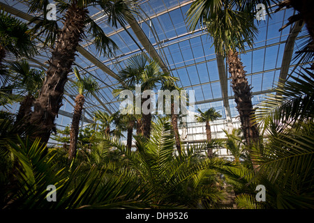 L'Orangerie du centre horticole de Vichy qui permet la préservation de palmiers au cours de la saison d'hiver (France). Banque D'Images