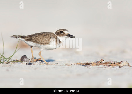 Pluvier de Wilson (Charadrius wilsonia) - Fort Desoto, Floride Banque D'Images