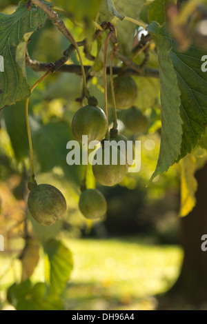 Fruit de l'arbre ou d'un mouchoir dove avec fruit séparé de feuilles en arrière-plan Banque D'Images