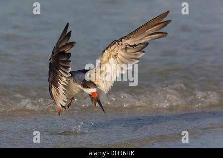 Skimmer noir (Rynchops niger) - Fort Desoto, Floride Banque D'Images