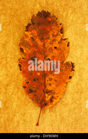 Sorbus Quercus palustris x intermedia. Studio shot de jaune et marron feuille d'automne de Quercus palustris suédois couché sur rough yellow Banque D'Images