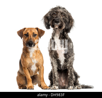 Bretagne Briard rocé et chien Jack Russell assis ensemble contre fond blanc Banque D'Images