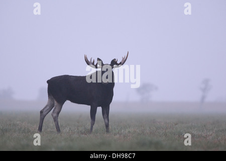 Bull Elk puissant (Alces alces) en début de matinée. L'Europe, l'Estonie Banque D'Images