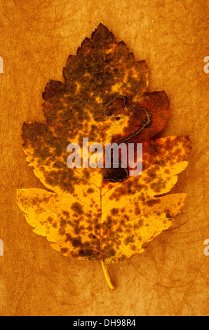 Sorbus Quercus palustris x intermedia. Studio shot de jaune et marron feuille d'automne de Quercus palustris suédois couché sur rough yellow Banque D'Images