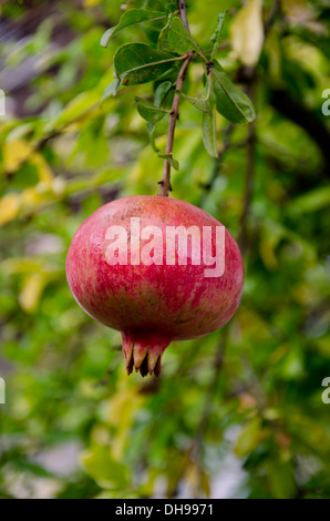 Grenade mûre (Punica granatum) accroché sur arbre, Andalousie, espagne. Banque D'Images