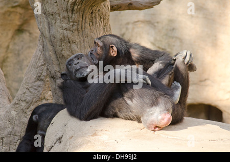 Les chimpanzés communs (Pan troglodytes) jouant dans zoo Bioparc de Fuengirola, Costa del Sol. L'Espagne. Banque D'Images