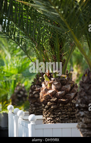 L'Orangerie du centre horticole de Vichy qui permet la préservation de palmiers au cours de la saison d'hiver (France). Banque D'Images