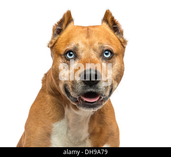 Close-up d'un American Staffordshire Terrier contre fond blanc Banque D'Images