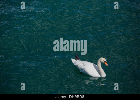 Swan mâles sur la rivière Limmat à Zurich Banque D'Images