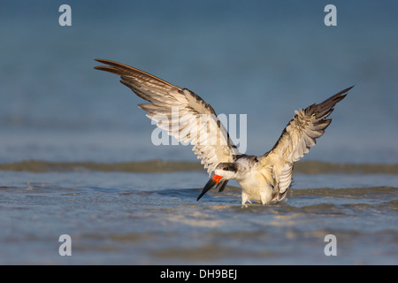 Skimmer noir (Rynchops niger) - Fort Desoto, Floride Banque D'Images