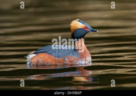 Grèbe esclavon (Podiceps auritus) en plumage nuptial coloré montrant brown oreille puffy nager dans le lac tout en touffes au printemps Banque D'Images