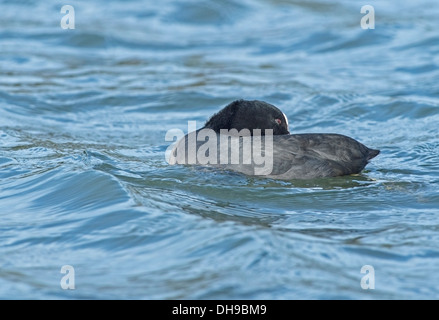 Foulque macroule (Fulica) lissage sur Helston lac de plaisance. Bob Sharples/Alamy Banque D'Images