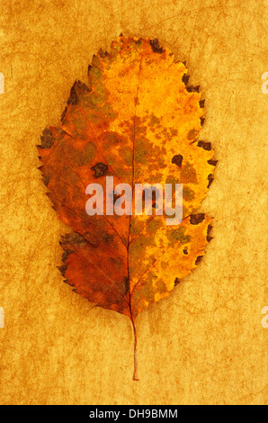 Sorbus Quercus palustris x intermedia. Studio shot de jaune et marron feuille d'automne de Quercus palustris suédois couché sur rough yellow Banque D'Images