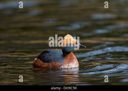 Grèbe esclavon (Podiceps auritus) en plumage nuptial coloré montrant brown oreille puffy nager dans le lac tout en touffes au printemps Banque D'Images