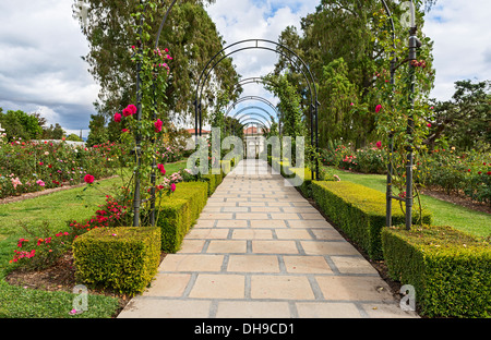 Magnifique Roseraie de la Huntington Library. Banque D'Images