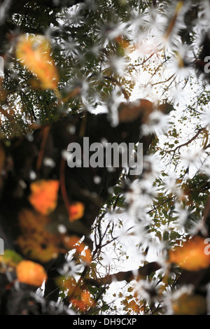 Tronc de l'arbre reflète dans une piscine de l'eau holding les feuilles d'automne. Banque D'Images