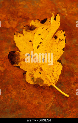 Sorbus x intermedia, Quercus palustris. Studio shot of gondolé et jaune des feuilles d'automne brun couché sur feuille de métal rouillé. Banque D'Images