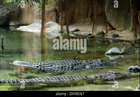 Deux crocodiles du Nil (Crocodylus niloticus) flottant dans un lac artificiel en zoo Bioparc de Fuengirola, Costa del Sol. L'Espagne. Banque D'Images