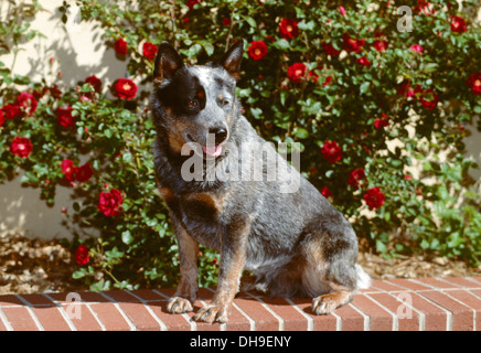 Australian Cattle dog sitting on brick wall Banque D'Images