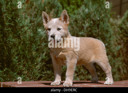 Australian Cattle Dog puppy standing sur mur de brique Banque D'Images