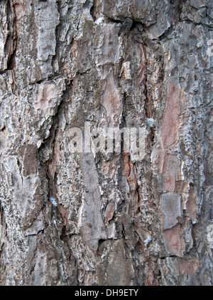 La texture en bois. Sapin de Crimée, close-up view Banque D'Images