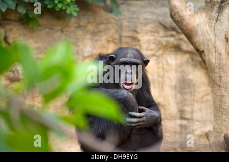 Un chimpanzé (Pan troglodytes) regarder les visiteurs dans des zoo Bioparc Fuengirola, Costa del Sol. L'Espagne. Banque D'Images