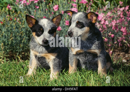 Deux chiots bovins australiens dans l'herbe Banque D'Images