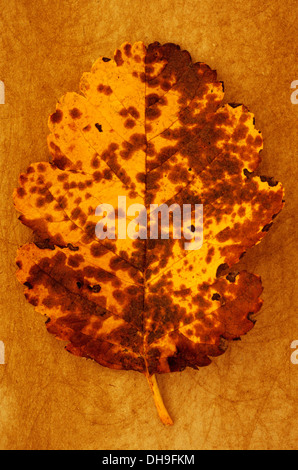 Sorbus intermedia x,Quercus palustris. Studio shot of mouchetée de jaune et marron feuille d'automne de Quercus palustris suédois couché sur rough yellow Banque D'Images