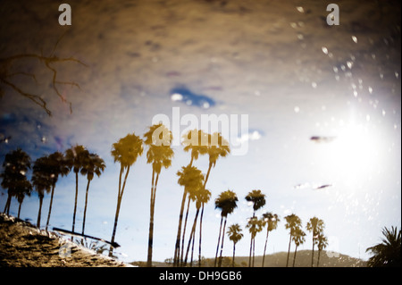 Reflet de palmiers et dans une piscine de l'eau en Californie. Banque D'Images