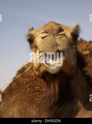 Smiling camel à une ferme de chameaux dans le désert de Liwa Banque D'Images