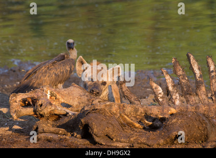 L'Hyène tachetée (Crocuta crocuta) sur une carcasse ; Hippopotame Vautour attendant son tour dans l'arrière-plan Banque D'Images