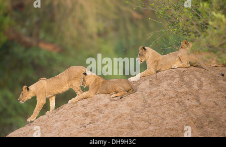 Quatre lionceaux (Panthera leo) sur termitière, une marche le long de la cub comme d'autres donnent sur la Banque D'Images