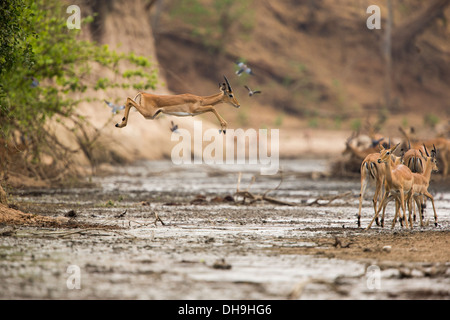 Jeune mâle Impala (Aepyceros melampus) sauter à travers muddy river Banque D'Images